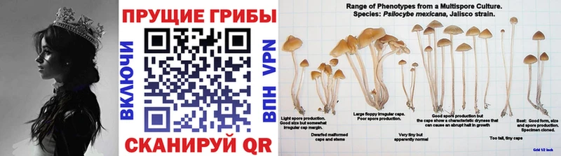 цена наркотик  Щучье  Галлюциногенные грибы MAGIC MUSHROOMS 